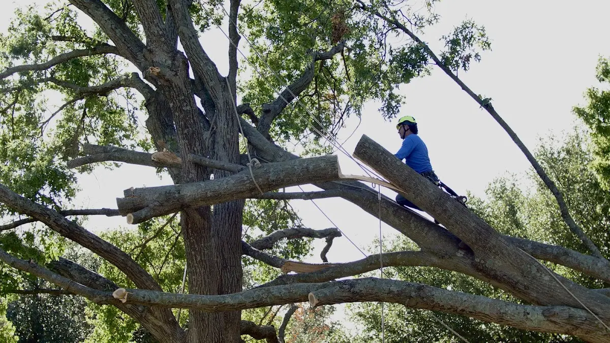 Professional Hazardous Tree Removal performed by certified arborists in Mcdaniel