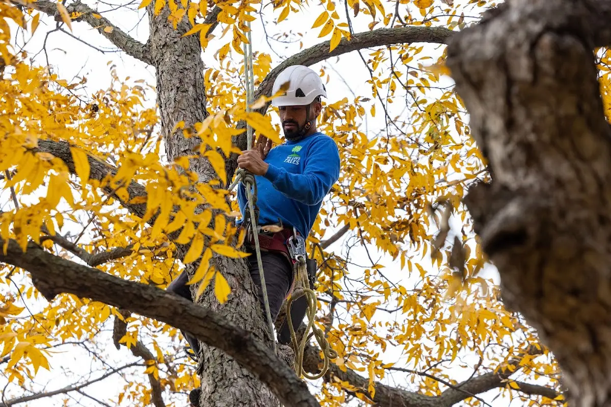 Skilled Tree Trimming crew working in Mcdaniel